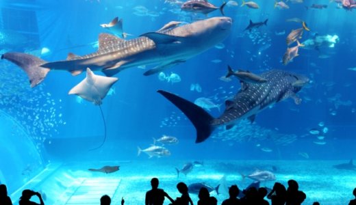 美ら海水族館に行く価値ある？ここでしか見れない珍しい生き物！行くなら絶対見たい人気の魚や生き物ランキング