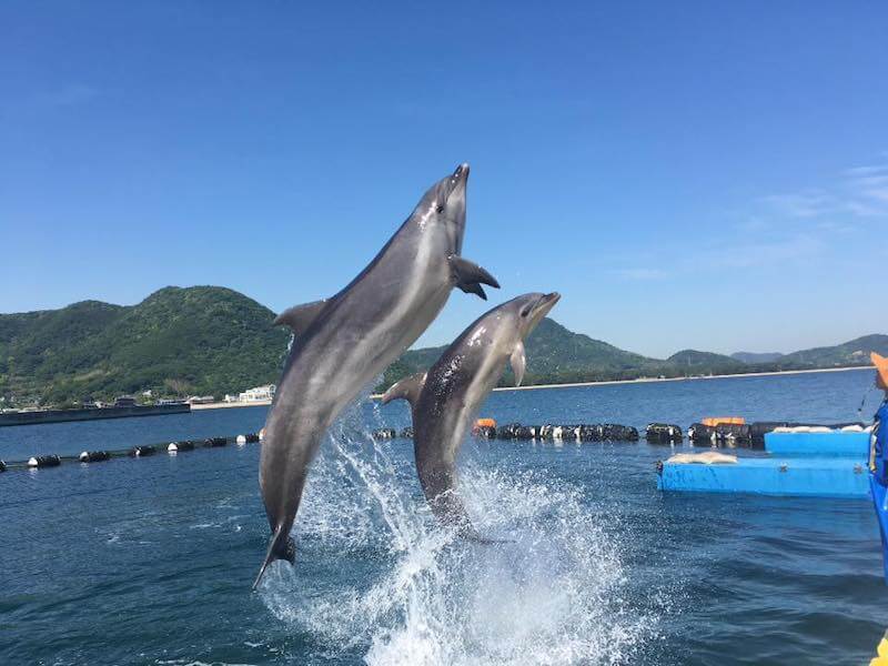 イルカがジャンプしている