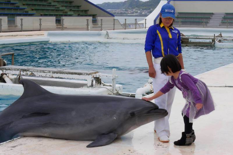 イルカにタッチする子供