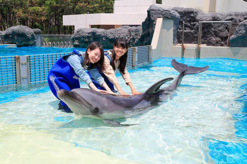 イルカと触れ合うカップル