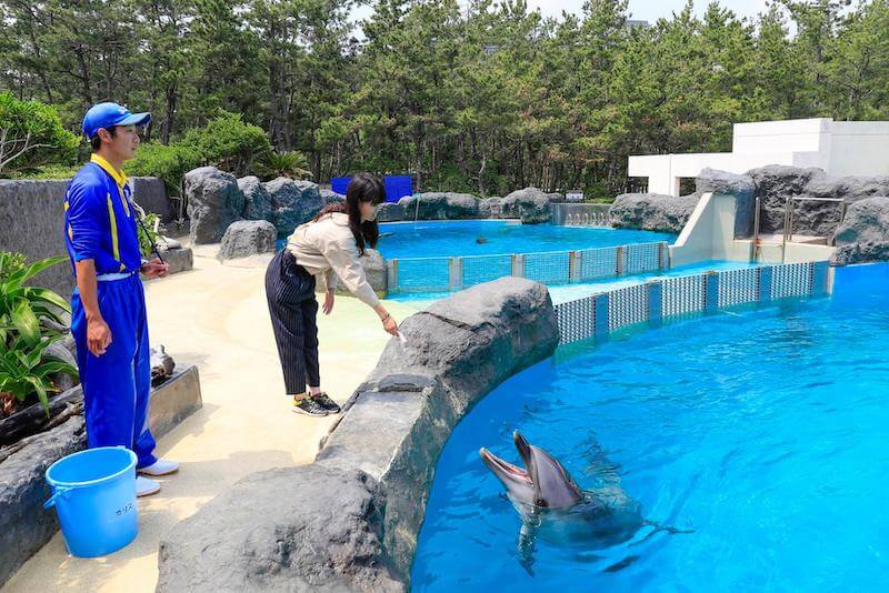 イルカに餌をあげる女性