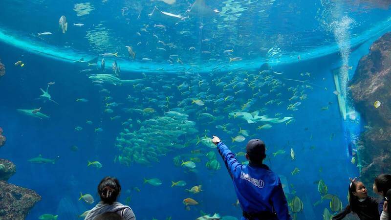 21年最新 鴨川シーワールドの割引券はこれ クーポンを使って水族館の入場料金を安くする方法を徹底解説 子育てイルカが笛を吹く