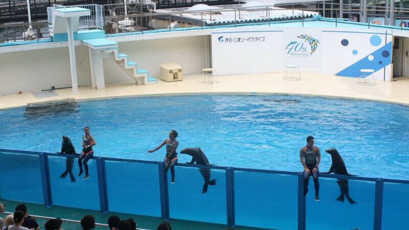 伊豆三津シーパラダイスのアシカショー