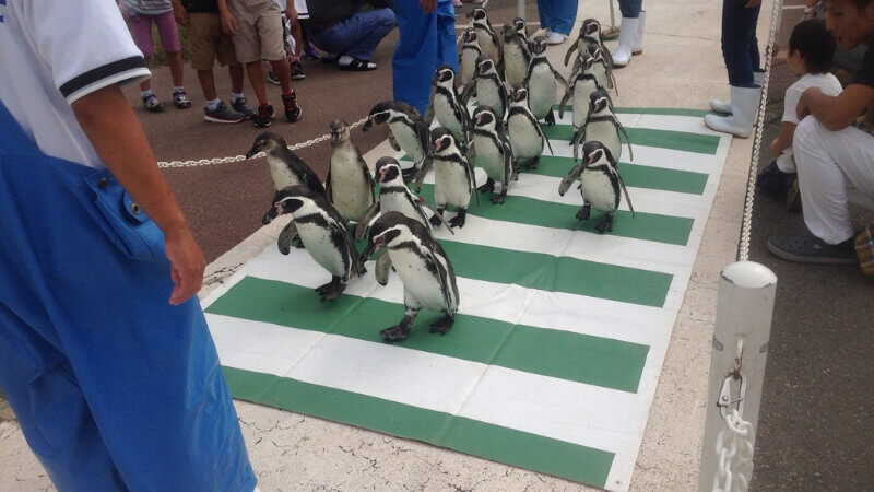 越前松島水族館のペンギンパレード