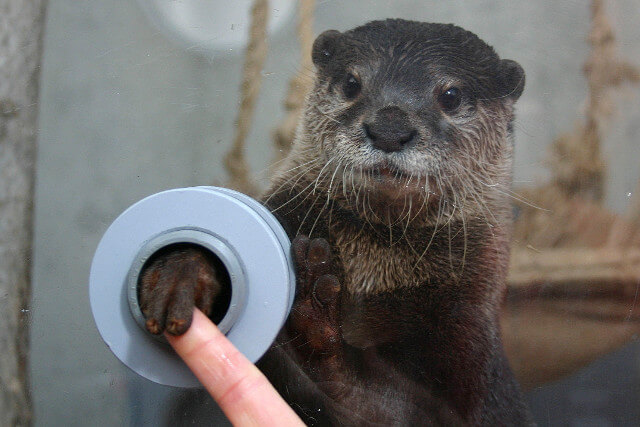 京急油壺マリンパークのカワウソが手を伸ばしている