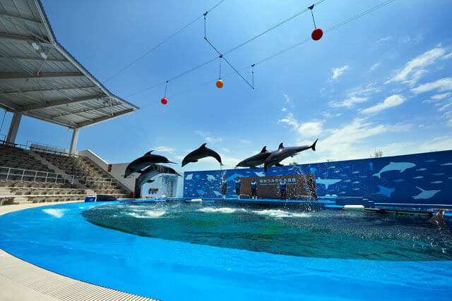 仙台うみの杜水族館のイルカショー