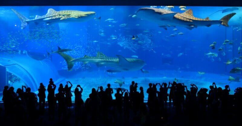 美ら海水族館の大水槽