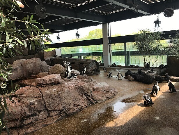京都水族館のペンギン