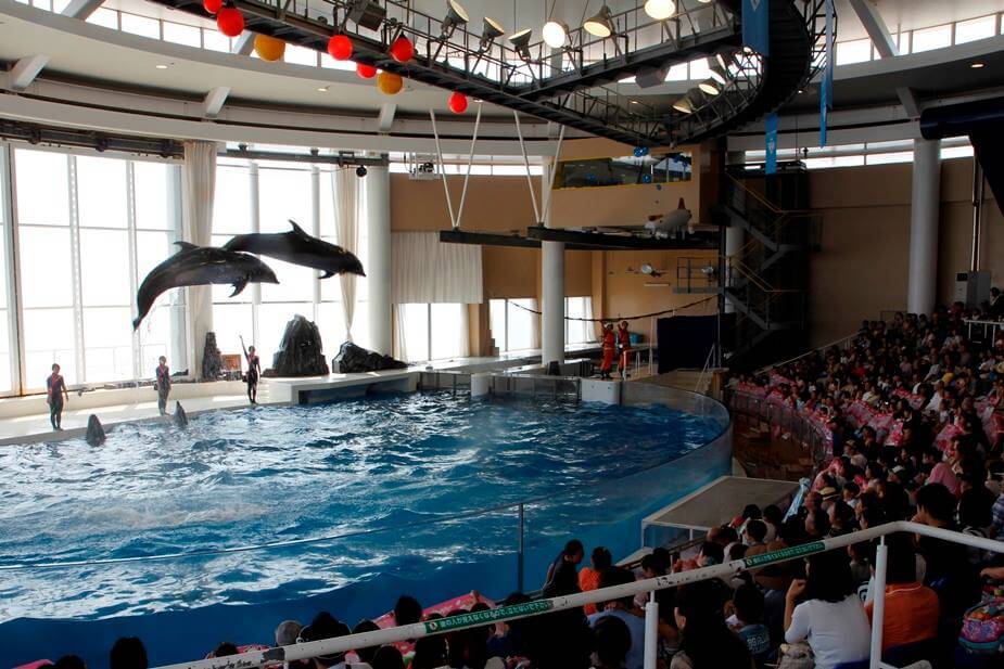 大洗水族館のイルカショースタジアム