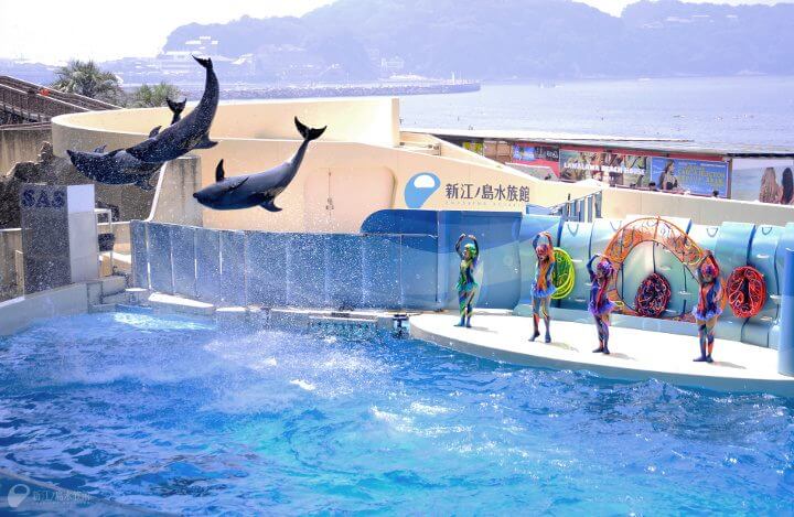 新江ノ島水族館のイルカショー