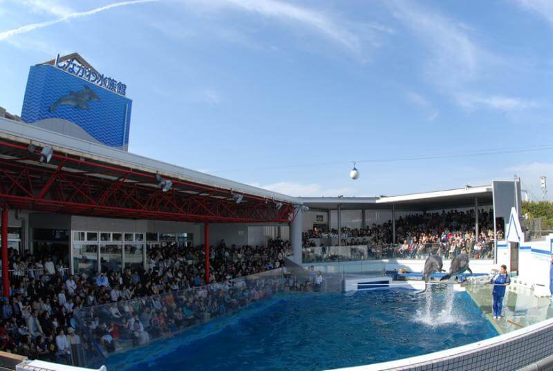 しながわ水族館のイルカステージ