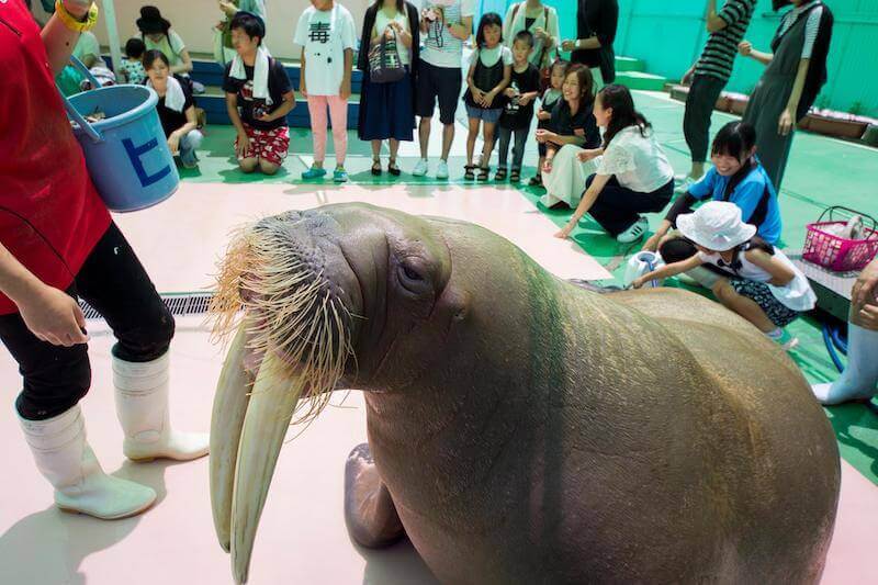 伊勢シーパラダイスのセイウチ