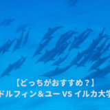 ドルフィンアンドユーとイルカ大学どっちがおすすめ