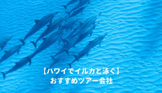 ハワイオアフ島でイルカと泳ぐ！人気ツアーを比較してわかった人気のドルフィンスイムおすすめランキング