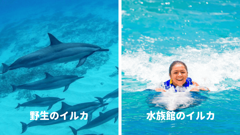 野生のイルカと水族館のイルカ、どっちと泳ぐ？