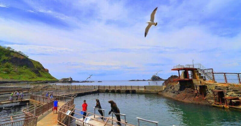 おたる水族館のトドショー