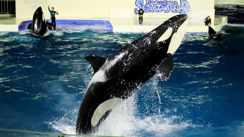 鴨川シーワールド 夜の水族館19 を徹底解説 ナイトショーはいつから 営業時間は 料金や割引情報を紹介する 子育てイルカが笛を吹く 鴨川シーワールド 夜の水族館19 を徹底解説 ナイトショーはいつから 営業時間は 料金や割引情報を紹介する 子育てイルカが笛を吹く