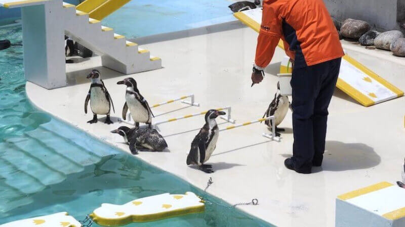 おたる水族館のペンギンショー