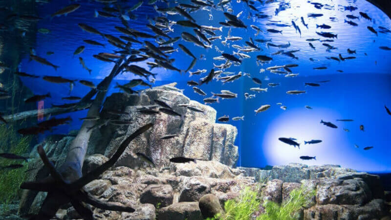 サケのふるさと千歳水族館の水槽