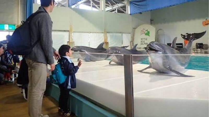 おたる水族館のイルカショー