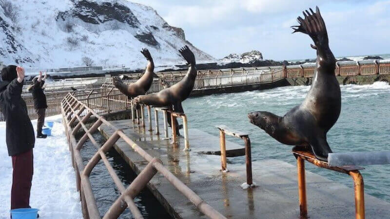 おたる水族館のトドショー