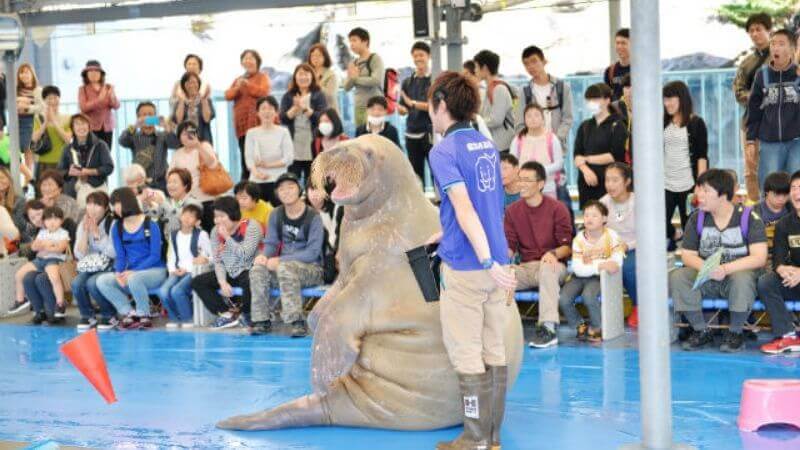 鳥羽水族館のセイウチショー