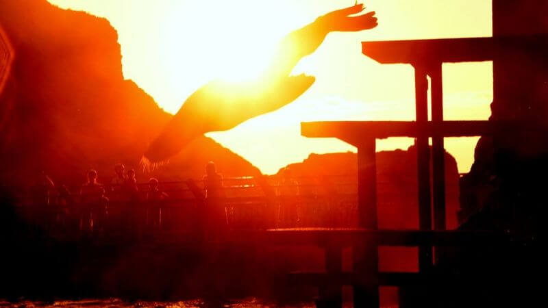 おたる水族館のトドのトワイライトダイビング