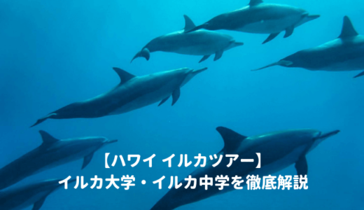 【ハワイ】名門イルカ大学と私立イルカ中学の違いを徹底比較！？クーポンを使って安く予約する方法とリアルな口コミ評判まとめ