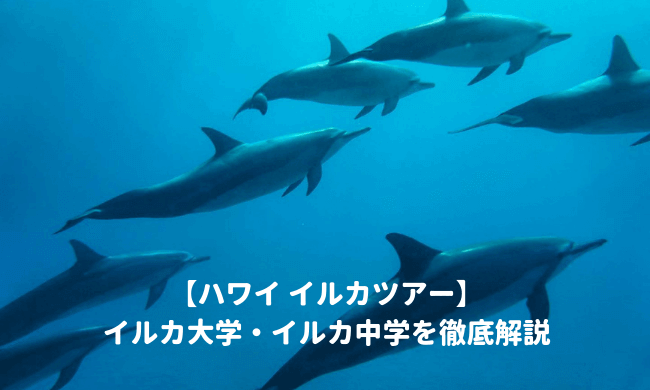 イルカ大学イルカ中学の違い