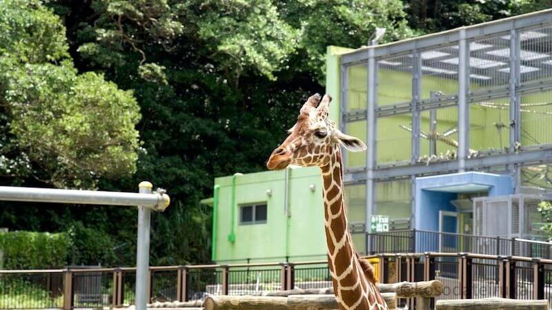 沖縄こどもの国のキリン