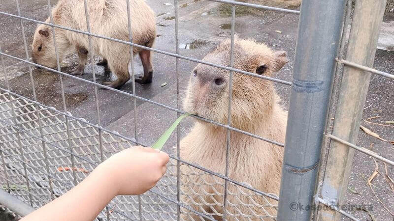 ネオパークオキナワのカピバラ