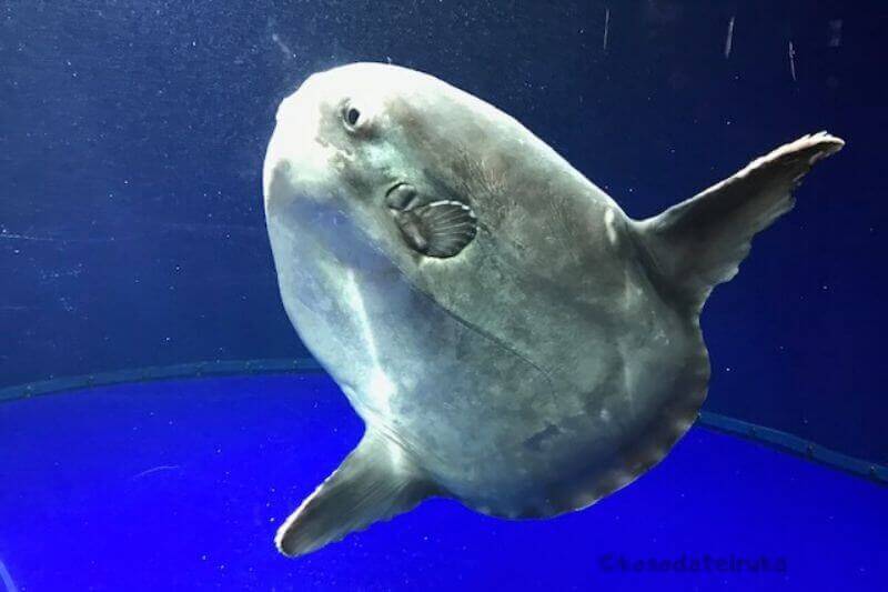 茨城 アクアワールド大洗水族館は割引券がいっぱい クーポンを使って入場料金を安くする方法を調べてみた 子育てイルカが笛を吹く