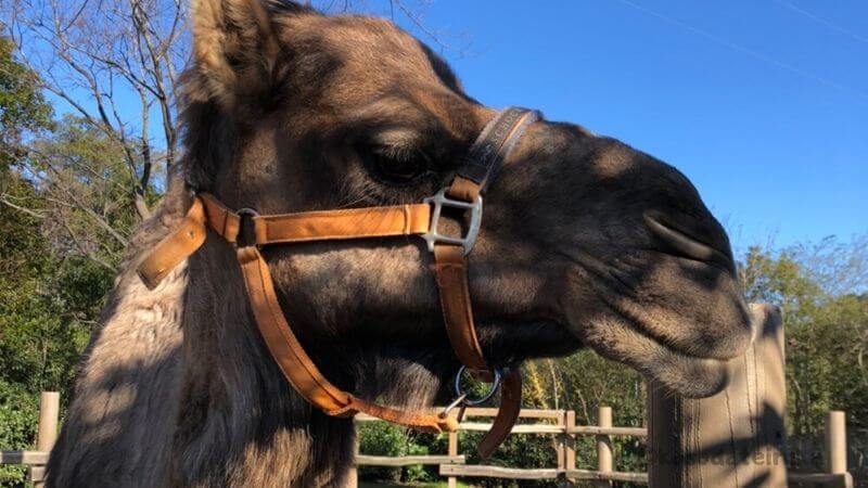 22年最新 よこはま動物園ズーラシアは割引券がいっぱい クーポンを使って入場料金を安くする方法 子育てイルカが笛を吹く