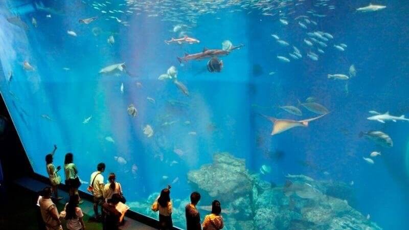 大洗水族館の大水槽