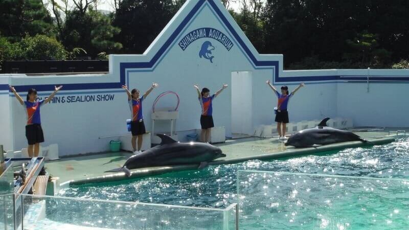 しながわ水族館のイルカショー