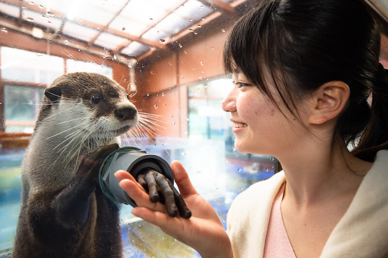 伊勢シーパラダイスでカワウソに触る