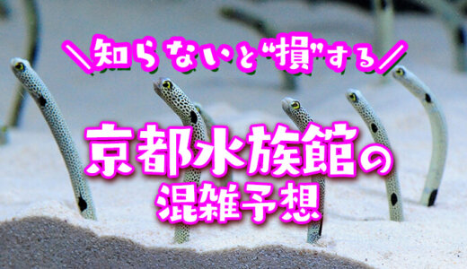 【2024年】京都水族館の混雑予想｜空いてる時間帯や今日の混み具合を知って混雑回避する方法