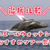 沖縄のホエールウォッチングツアーの比較