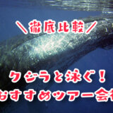 クジラと泳ぐおすすめツアー会社