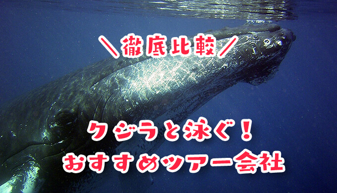 クジラと泳ぐおすすめツアー会社