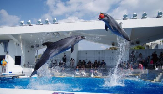 九州地方でイルカショーが見れる水族館ランキング！子供からカップルまで楽しめる！