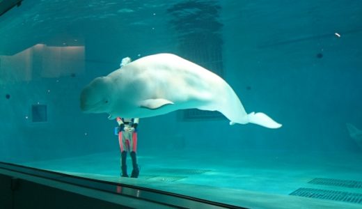 下のソーシャルリンクからフォロー