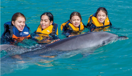 日本国内でイルカと泳げる・乗れる場所まとめ｜ドルフィンスイムを体験をできる水族館！