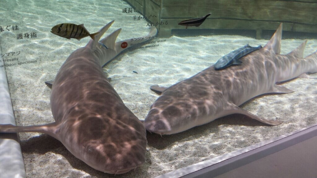 ニフレルの水槽