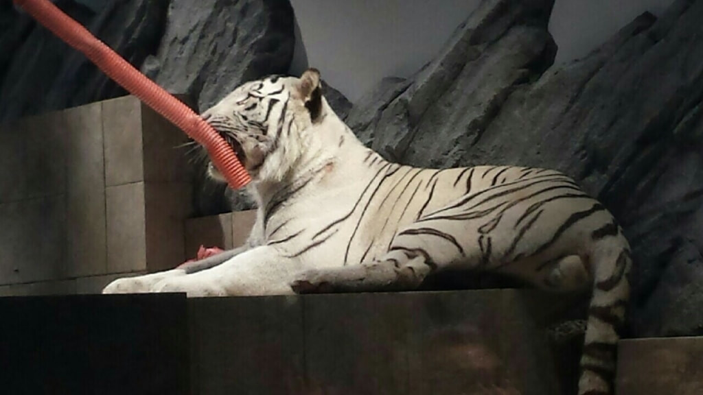 ニフレルのトラ
