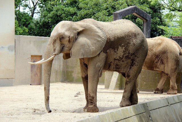 f:id:kosodateiruka:20160216101718j:plain 動物園のゾウ