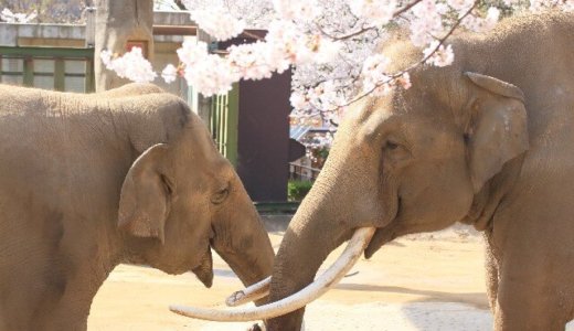 日本全国ゾウがいる動物園まとめ！象は子供からカップルまで大人気だぞう！