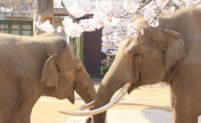 日本全国 ゾウがいる動物園 まとめ 象は子供からカップルまで大人気だぞう 子育てイルカが笛を吹く