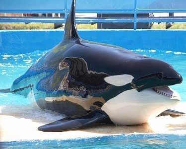 日本の水族館で見れるイルカ・クジラの種類一覧まとめ！あなたは何種類見たことがありますか？