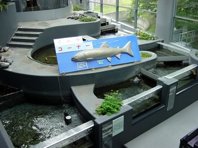 f:id:kosodateiruka:20160316061808j:plain 北海道標津(しべつ) サーモン科学館